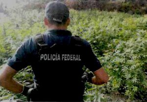 Tomaron ocho plantas como muestra que pusieron a disposición de la Agencia del Ministerio Público de la Federación.