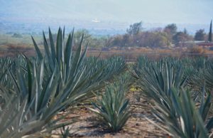 Promueve Gobierno de Oaxaca cultura del agave