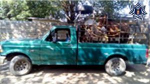 Por el presunto delito de abigeato