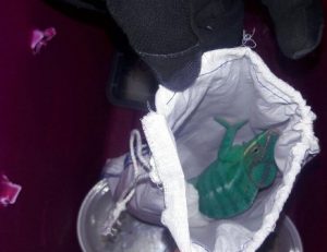 Aseguran una caja con tres camaleones pantera y dos Ankaramys vivos.