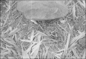 Al inspeccionar el área se encontró un contenedor de plástico vacío, un teléfono celular y una cartulina.