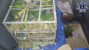 Por delitos contra la biodiversidad