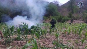 Paraje “Mano de León” ubicado en San Pedro Totolapan, distrito de Tlacolula de Matamoros.