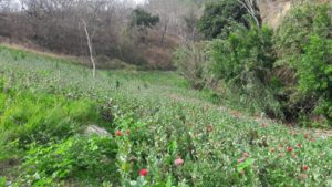 Plantío de amapola y marihuana