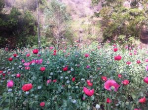 En San Carlos Yautepec