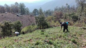 Santa Catalina Quieri, Yautepec