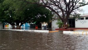Árboles caídos en diversos puntos de la ciudad.