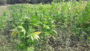 Derivado de una denuncia anónima se logró ubicar el plantío.