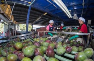 Benefician a productores de Santo Domingo Zanatepec, San Pedro Tapanatepec, Chahuites, Reforma de Pineda, San Francisco Ixhuatán y San Francisco del Mar.