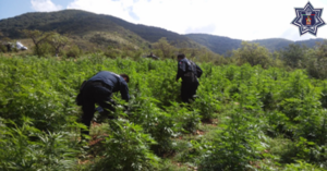 Policías estatales participaron en apoyo a la Procuraduría General de la República.