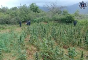 En Coatecas Altas, Ejutla