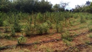 Como parte de las acciones encaminadas a combatir los delitos contra la salud.