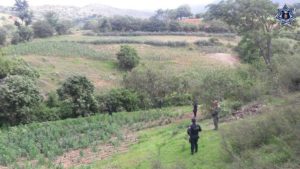 Luego de obtener las muestras necesarias, los efectivos procedieron a la quema del enervante.