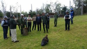 El águila real, emblema Nacional de México, se encuentra en estado de amenaza tipo “A”.