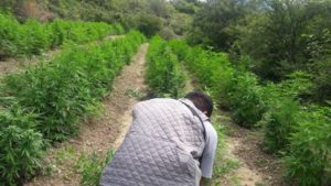 El plantío fue localizado a través de una denuncia anónima.