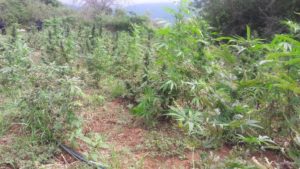 Incineran alrededor de 37 mil 855 plantas de marihuana.
