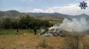 Este resultado se suma a la destrucción de 682 metros cuadrados del mismo enervante, en siete días.