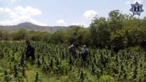 En Coatecas Altas, Ejutla