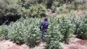 En la población de San Luis Amatlán del municipio de Miahuatlán de Porfirio Díaz, Oaxaca.