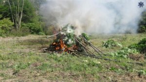 Destruyen e incineran