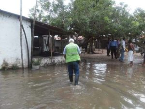 Los cocodrilos, la mayoría de las veces llegan de forma circunstancial.