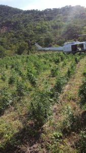 Participan elementos de las policías Federal Ministerial y Estatal, peritos y personal de Servicios Aéreos de la PGR.