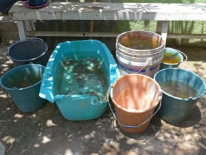 Importante tapar tinacos, tambos y cubetas que almacenen agua para uso humano.