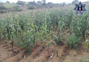 En ambos sembradíos las plantas tenían un crecimiento de una altura aproximada de 1.20 metros.