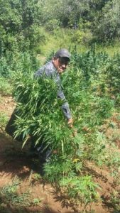 A través de una denuncia anónima se conoció la existencia del plantío.