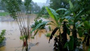 Diversas plantaciones de cultivos resultaron anegadas.