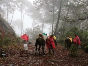 Son grandes consumidoras de maíz, frijol, arroz, aceite, leche y huevo.