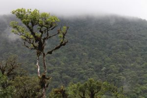 Ley General de Biodiversidad