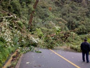 Los fuertes vientos han deribado árboles.