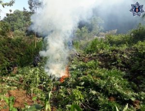 La SSPO indicó que los indicios fueron puestos a disposición de la autoridad competente.