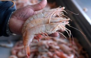 Importante consumir alimentos completamente cocinados, al horno, al vapor o asados.