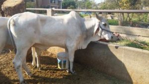 En Bovinos y especies