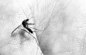 Recomienda IMSS extremar precauciones