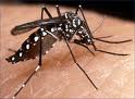 Mosco transmisor del dengue