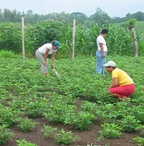 En Cuba Curso Internacional de Agroecología y Agricultura Sostenible