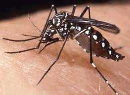 Detectan nuevo dengue en Oaxaca que es más letal que el hemorrágico: SSO