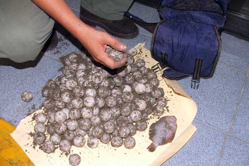 Detienen a traficante de huevos de tortuga en Salina Cruz