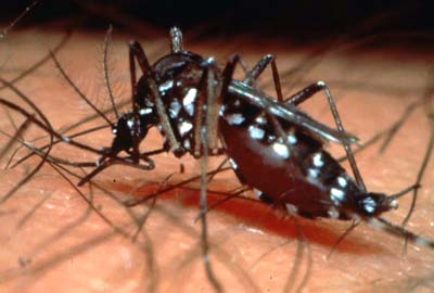 Cuatro oaxaqueños han muerto por dengue