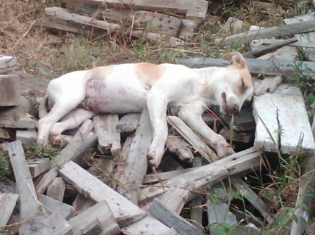 Matanza de perros callejeros organiza la Universidad Regional del Sureste de Oaxaca