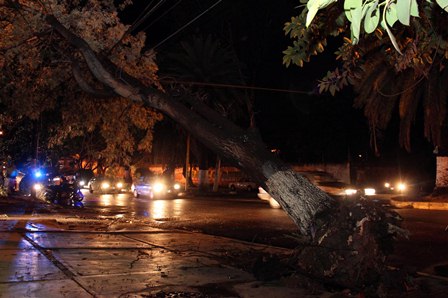 Lluvia deja como saldo la caída de 23 árboles: Protección Civil Municipal