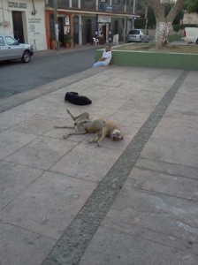Un perro muerto en la calle