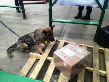 Policía Federal detecta con perros caja con droga en empresa de envíos