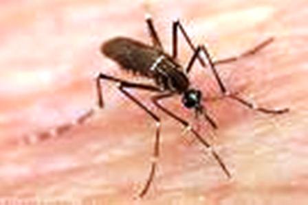 Refuerza IMSS medidas de prevención contra el dengue y paludismo