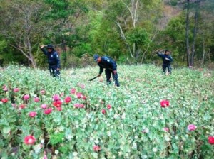 Acciones conjuntas de la Policía Estatal y Ejército Mexicano