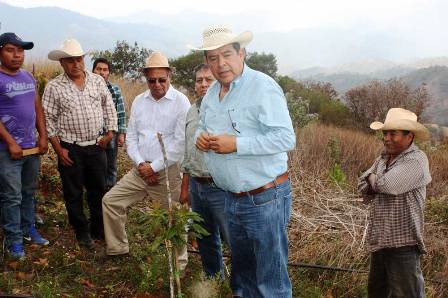 Entregan insumos para elevar la producción de aguacate, en la Sierra Sur de Oaxaca