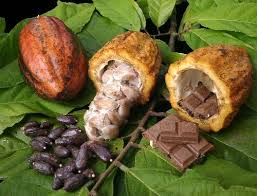 Supera calidad del cacao de Tabasco a los productos de Suiza
